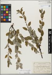 Foto von Salix glabra Scop. x Salix myrsinifolia Salisb.
